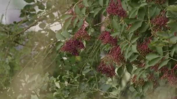 Arbusto Sabugueiro Com Fruta Madura Verão Imagens Alta Qualidade — Vídeo de Stock
