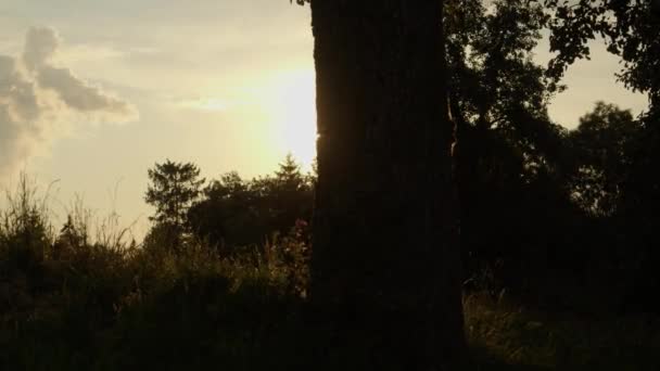 오스트리아 상층부의 시골에 햇빛에 나무들이 있습니다 고품질 — 비디오