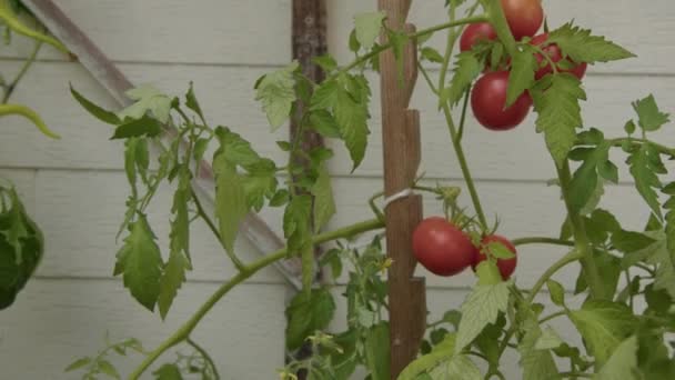 Tomates Pimientos Que Crecen Macetas Jardín Casero Imágenes Alta Calidad — Vídeos de Stock