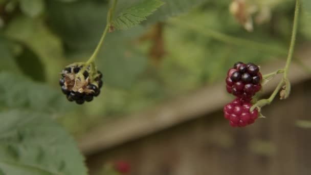 Ripe Blackberries Bramble Garden High Quality Footage — Stock Video