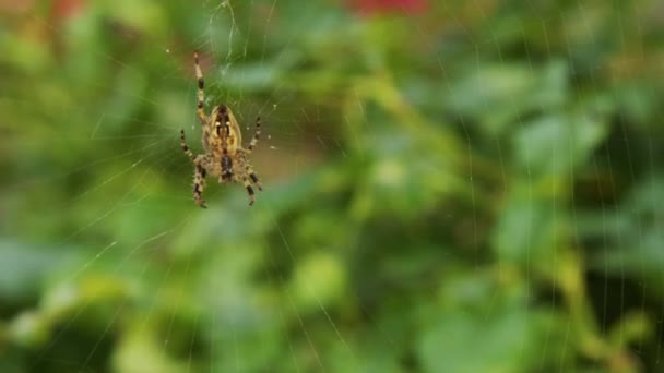 Ağında Oturan Çapraz Örümcek Yüksek Kalite Görüntü — Stok video