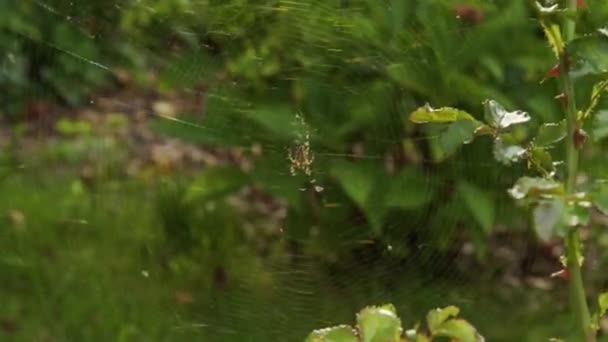 Σταυρός Αράχνη Κάθεται Στον Ιστό Του Υψηλής Ποιότητας Πλάνα — Αρχείο Βίντεο