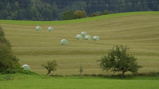 Çimleri Biçilmiş Çayırlarda Saman Balyaları Yüksek Kalite Görüntü — Stok video