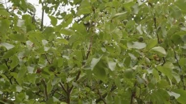 Ceviz ağacı yaprakları alçak açıdan görünüyor. Yüksek kalite 4k görüntü