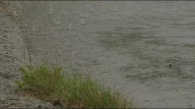 Ağır yağmur asfalt caddesinde patırdıyor. Yüksek kalite 4k görüntü