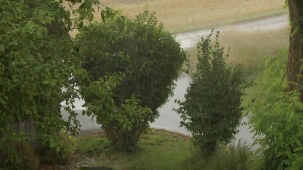 Arbustos Jardín Rural Bajo Fuertes Lluvias Imágenes Alta Calidad — Vídeo de stock