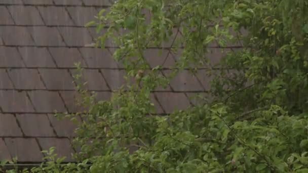 Intensywny Deszcz Dachówkach Jabłonią Pierwszym Planie Wysokiej Jakości Materiał — Wideo stockowe