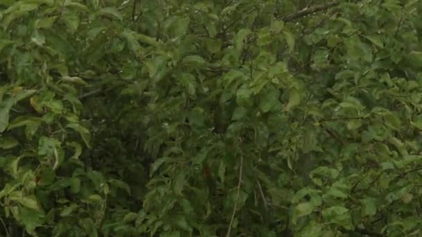 Padrão Chuva Greengage Galhos Árvores Imagens Alta Qualidade — Vídeo de Stock