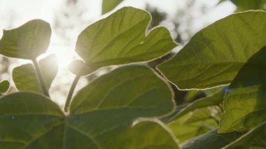 Güneş ışığında BlueBell ağacının yaprakları. Yüksek kalite 4k görüntü