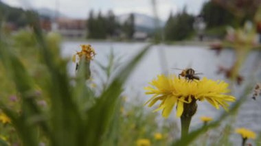 Otel inşaatı ve Alp Gölü 'nde çiçek açan böcekler. Yüksek kalite 4k görüntü