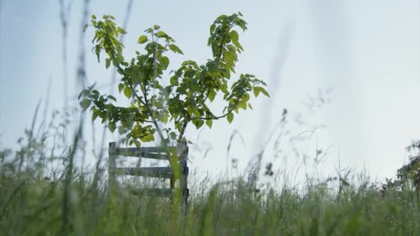 ブルーベルの木は美しい庭で夏に成長します 高品質4K映像 — ストック動画