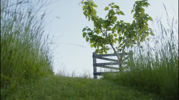 Bluebell Boom Groeit Zomer Een Prachtige Tuin Hoge Kwaliteit Beeldmateriaal — Stockvideo