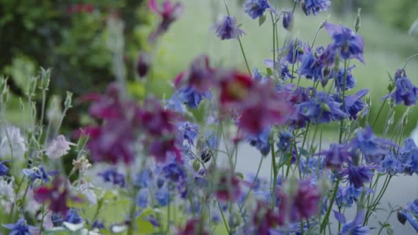 夏に花を咲かせます 高品質4K映像 — ストック動画