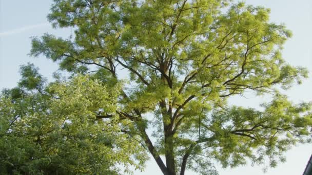 Δέντρο Κορυφή Του Δέντρου Ακακία Καλοκαίρι Υψηλής Ποιότητας Πλάνα — Αρχείο Βίντεο