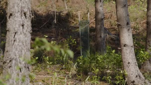 소나무 줄기와 더미가 고품질 — 비디오