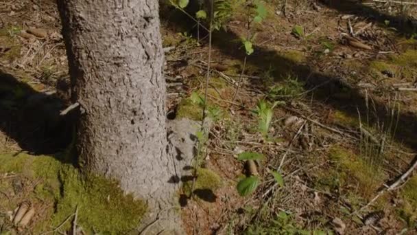 Çam Ağacı Gövdesinin Yanındaki Orman Zemininde Yüksek Kalite Görüntü — Stok video