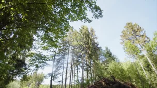 夏は森の頂上付近でパン 高品質4K映像 — ストック動画