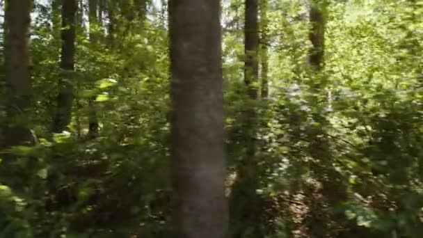 Kamerafahrt Durch Schönen Wald Sommer Hochwertiges Filmmaterial — Stockvideo