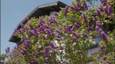 Salzkammergut 'ta geleneksel köşkler ve leylak çiçekleri. Yüksek kalite 4k görüntü