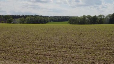 Tarım alanında genç mısır ekinleri. Yüksek kalite 4k görüntü