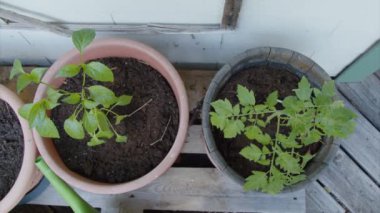 Genç biberli saksılar ve domates bitkileri. Yüksek kalite 4k görüntü