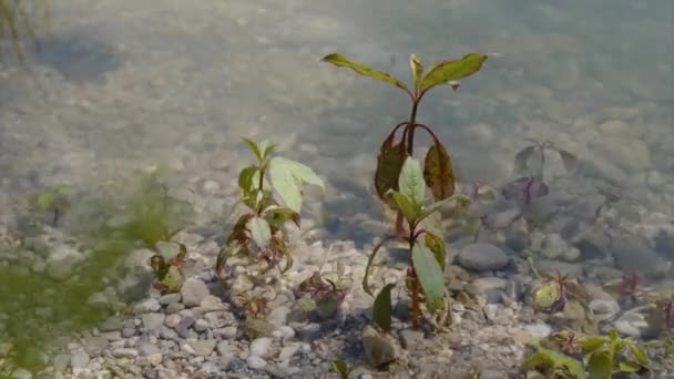 Rośliny Rosnące Pobliżu Wody Nabrzeżu Rzeki Wysokiej Jakości Materiał — Wideo stockowe