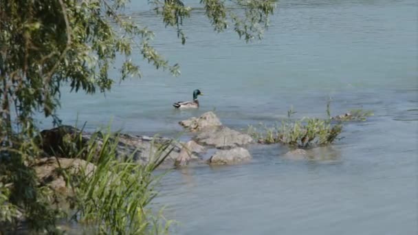 Pato Nadando Rio Steyr Imagens Alta Qualidade — Vídeo de Stock