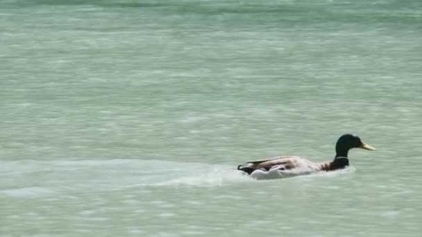 Pływanie Kaczką Rzece Steyr Wysokiej Jakości Materiał — Wideo stockowe