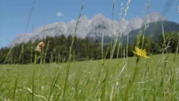 Gyönyörű Rét Hegyi Táj Salzburgban Kiváló Minőségű Felvételek — Stock videók