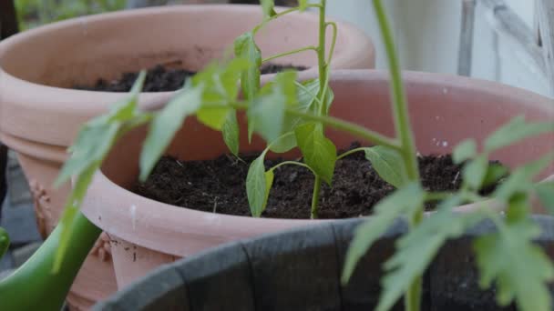 Doniczki Młodą Papryką Pomidorami Wysokiej Jakości Materiał — Wideo stockowe