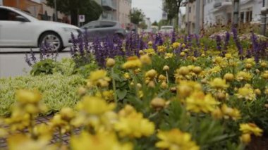 Çok güzel çiçek tarhları olan dolambaçlı bir yol. Yüksek kalite 4k görüntü