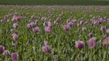 Yazın tarlada haşhaş çiçekleri yetişiyor. Yüksek kalite 4k görüntü