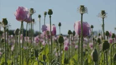 Yazın tarlada haşhaş çiçekleri yetişiyor. Yüksek kalite 4k görüntü