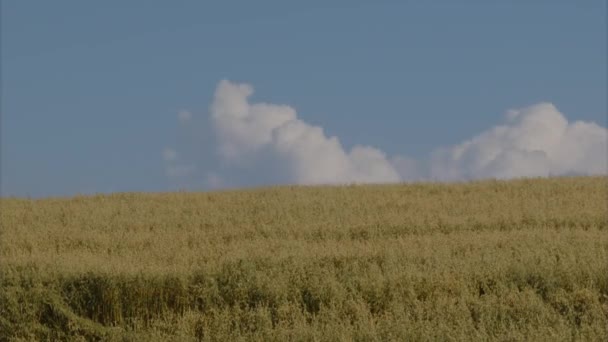 Tijdspanne Van Cumuluswolken Boven Landbouwveld Zomer Hoge Kwaliteit Beeldmateriaal — Stockvideo