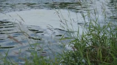 Köpüklü ve sazlıklı su. Yüksek kalite 4k görüntü