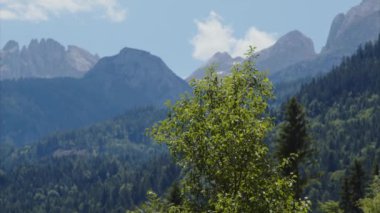 Avusturya, Salzburg 'daki güzel dağ manzarası ve ağaçlar. Yüksek kalite 4k görüntü