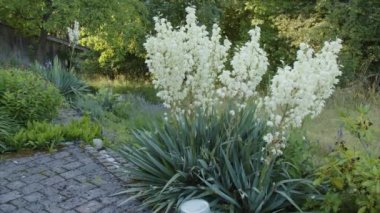 Yazın terasta çiçek açan kaktüsler. Yüksek kalite 4k görüntü