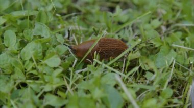 Çimlerin üzerinde sürünen çıplak dalların yakın çekimi. Yüksek kalite 4k görüntü