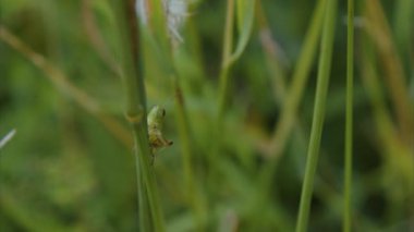 Yaz bahçesinde çimlerin üzerinde oturan çekirge. Yüksek kalite 4k görüntü
