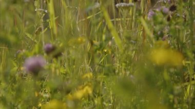 Bahçedeki ısırgan otlarının arasında kesilmiş çimenler. Yüksek kalite 4k görüntü