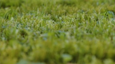 Bahçedeki çimlerde yetişen zengin yosunlar. Yüksek kalite 4k görüntü