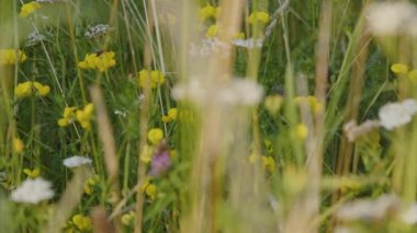 Bahçedeki ısırgan otlarının arasında kesilmiş çimenler. Yüksek kalite 4k görüntü