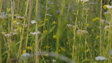 Bahçedeki ısırgan otlarının arasında kesilmiş çimenler. Yüksek kalite 4k görüntü