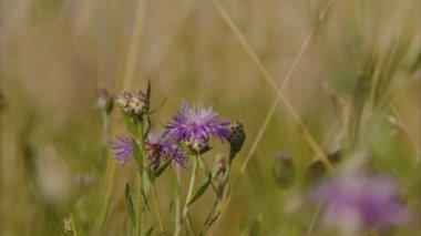 Güzel kelebek vahşi yaz bahçesinde çiçekten nektar içiyor. Yüksek kalite 4k görüntü