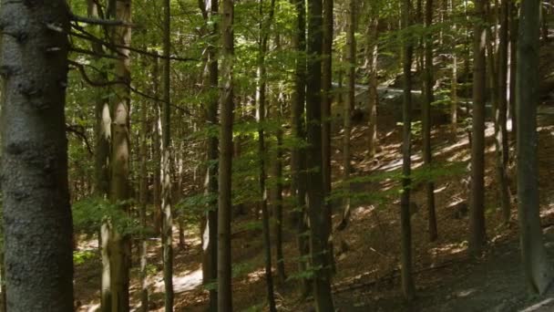 Turistická Stezka Dřevěnými Kolejnicemi Lese Vysoce Kvalitní Záběry — Stock video