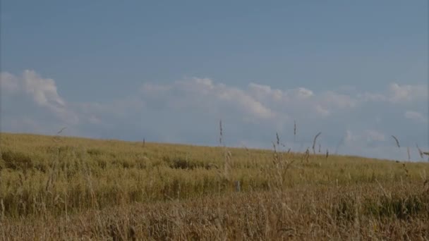 Timelapse Cumulus Moln Över Jordbruksområdet Sommaren Högkvalitativ Film — Stockvideo