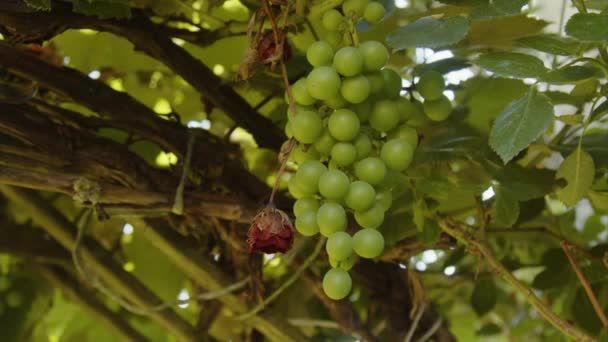 Niedojrzałe Zielone Winogrona Liście Winorośli Wysokiej Jakości Materiał — Wideo stockowe