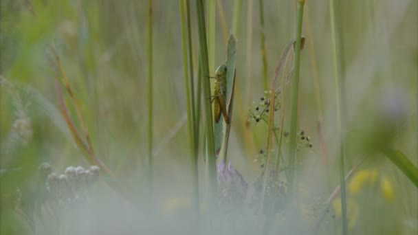 夏天花园的草茎上坐着蚱蜢 高质量的4K镜头 — 图库视频影像