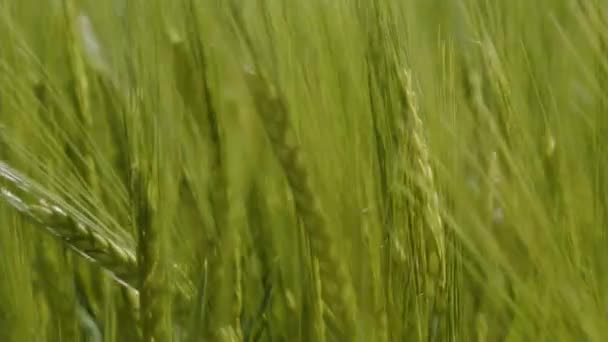 Yazın Genç Ekinlerle Dolu Buğday Tarlası Yüksek Kalite Görüntü — Stok video