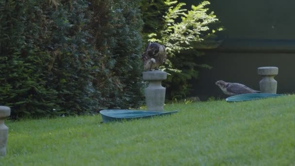Trained Falcons Falconry Sitting Meadow High Quality Footage — Stock Video